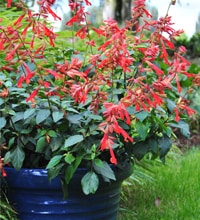 embers wish salvia container landscape planting