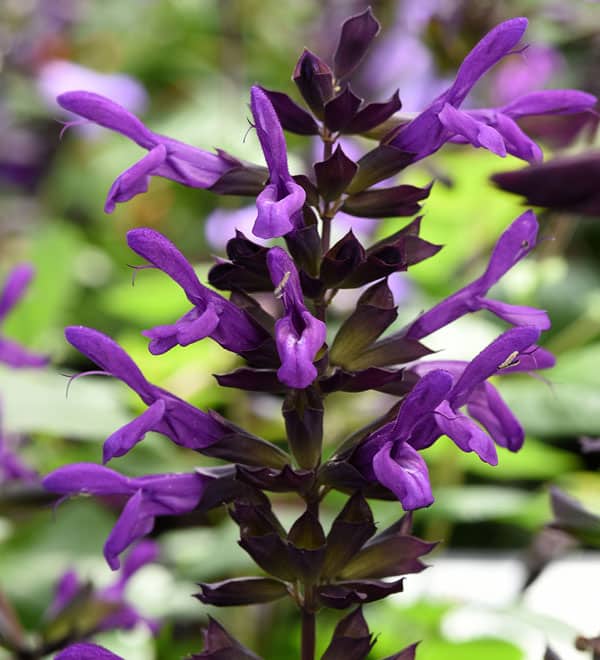 Nectar Purple™