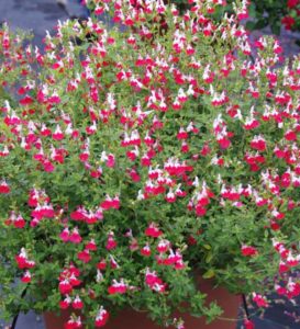 little kiss salvia container blooms