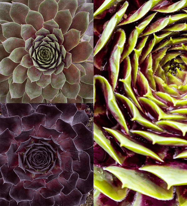 hens and chicks supersemps collage close