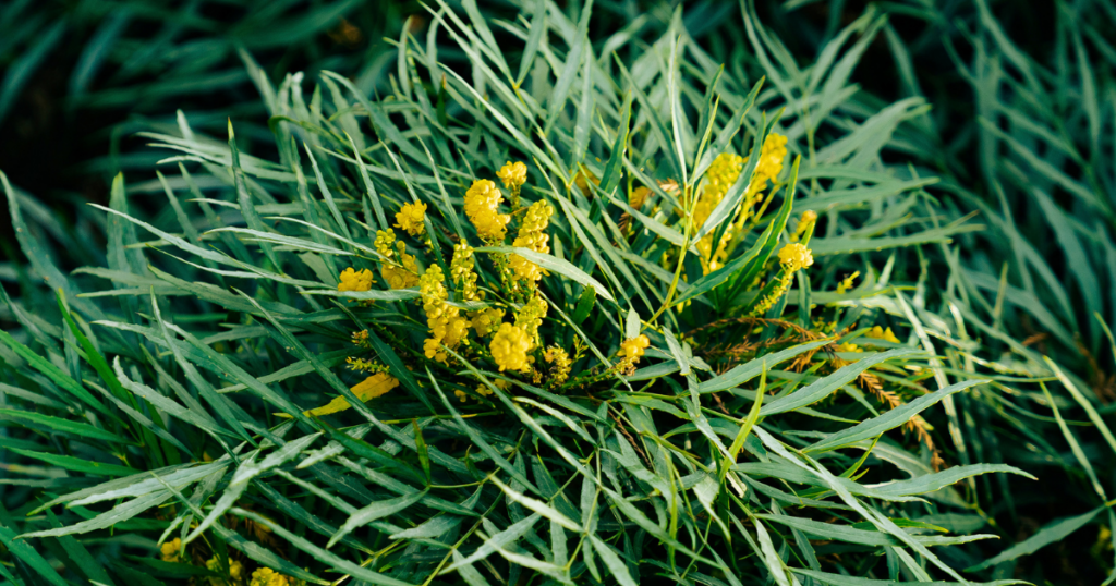 Close up photo of Soft Caress Mahonia in bloom.
