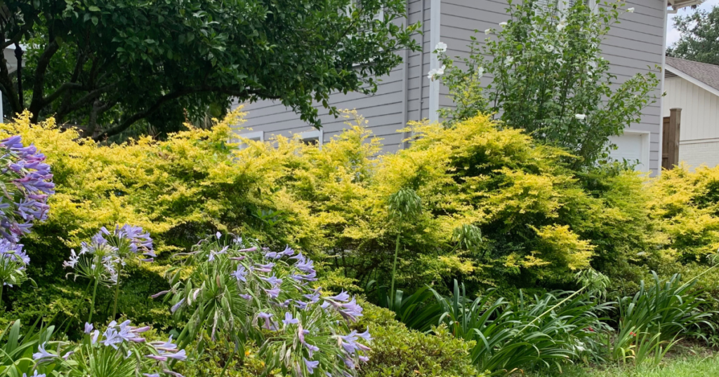 Sunshine Ligustrum planted in a landscape with agapanthus.