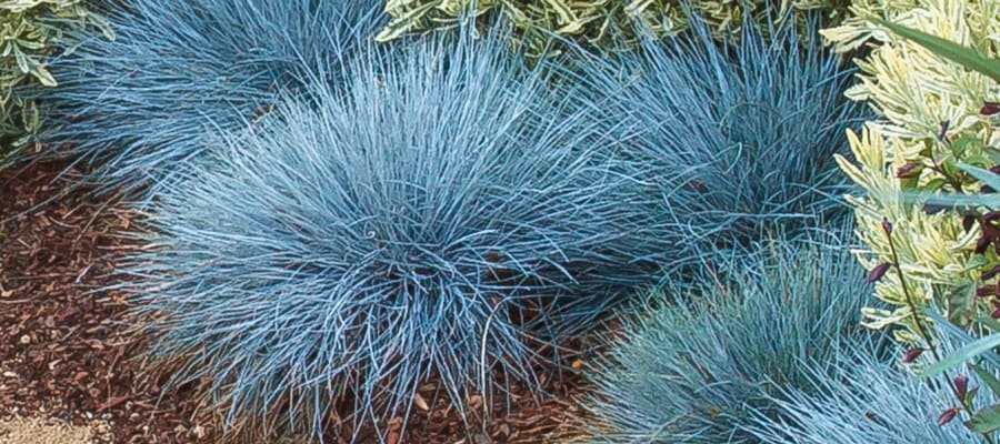 temper the heat with blue fescue