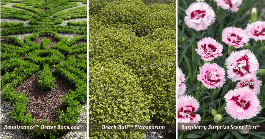 Three-panel garden image featuring Renaissance™ Better Boxwood® in a formal knot garden, Beach Ball™ Pittosporum with dense evergreen foliage, and Raspberry Surprise Scent First® Dianthus with pink blooms, highlighting structured and colorful plant combinations.