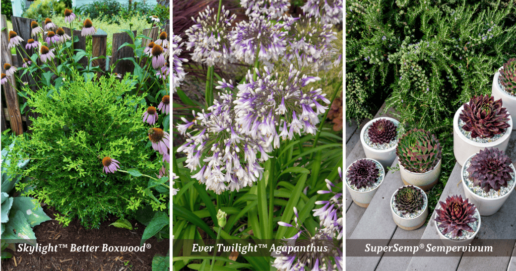 Three-panel garden image featuring Heritage™ Better Boxwood®, Ever Amethyst™ Agapanthus with purple blooms, and SuperSemp® Sempervivum in containers, showcasing layered plant combinations with evergreen structure and seasonal color.