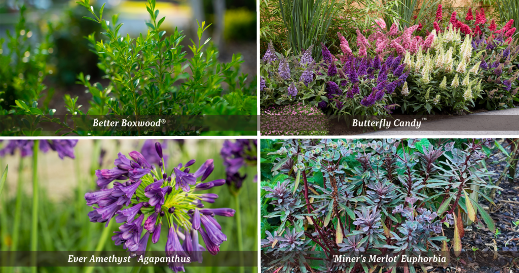 Four-panel garden image featuring Better Boxwood®, Butterfly Candy™ Buddleia, Ever Amethyst™ Agapanthus, and Miner’s Merlot Euphorbia—showcasing evergreen structure, vibrant blooms, and layered plant combinations for a low-maintenance landscape.