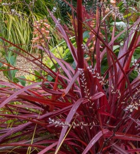 top five plants for spring color landscape