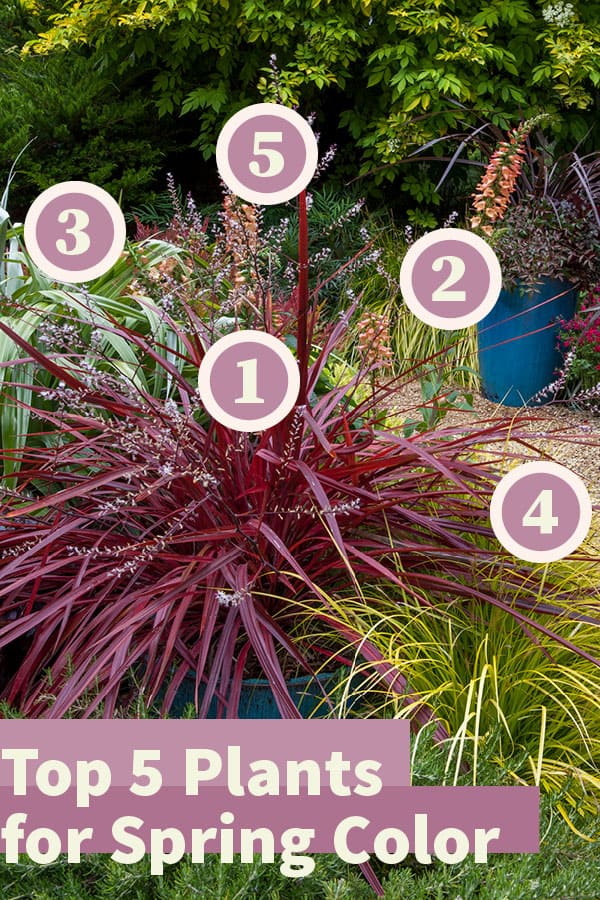 top five plants for spring color