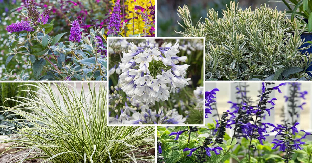 Top 5 plants for Northern California gardening