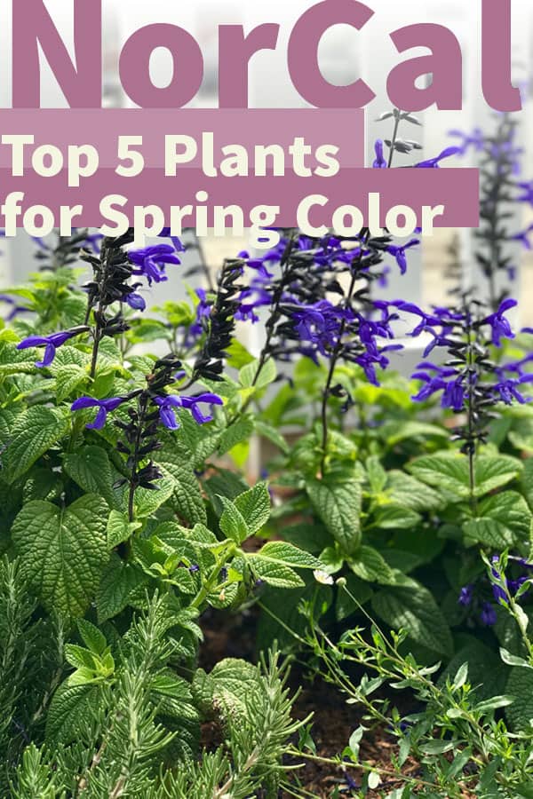 Nectar Blue Salvia—one of our top 5 plants for spring color gardening in Northern California