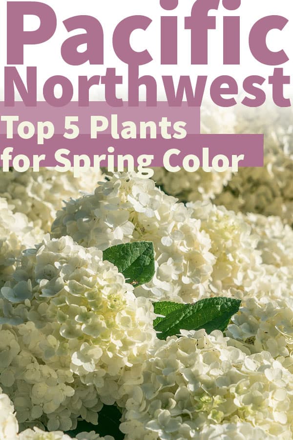 Top 5 plants for spring color in the Pacific Northwest