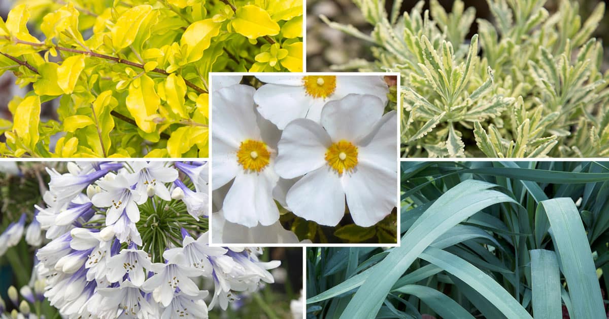 top five plants for spring color southern california
