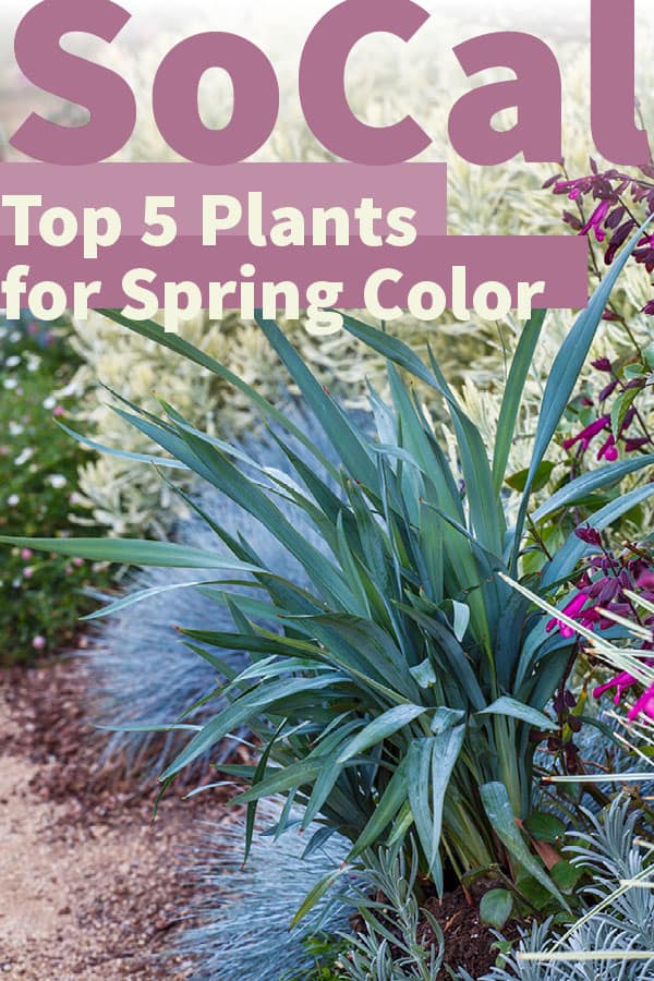 top five plants for spring color southern california