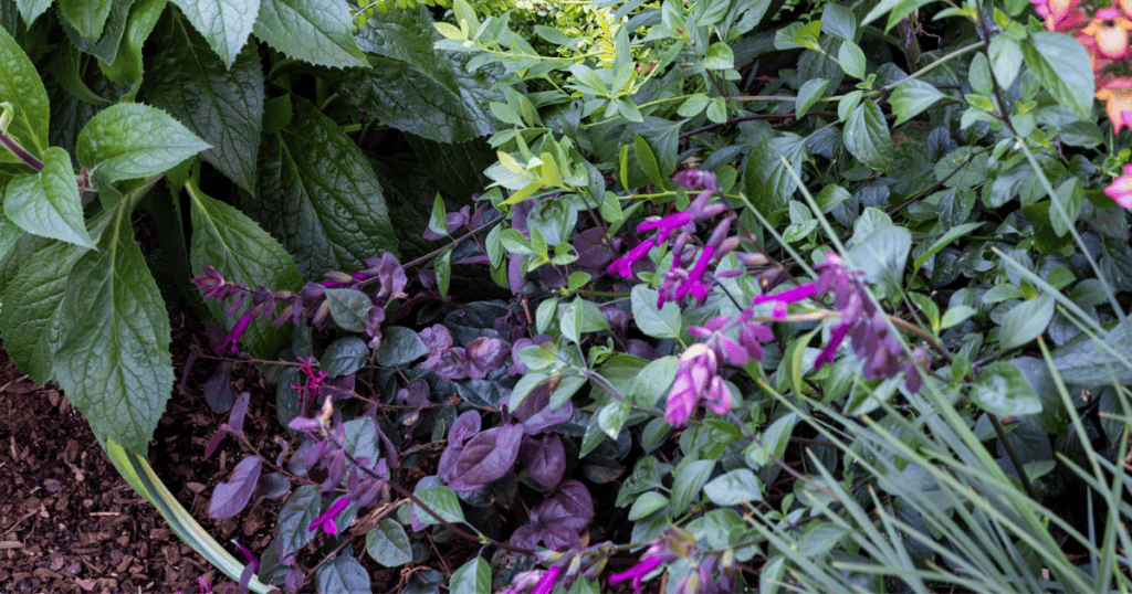 A close-up shot of a garden bed featuring green and purple foliage, with purple-pink flowers in the foreground and a variety of leafy plants in the background.