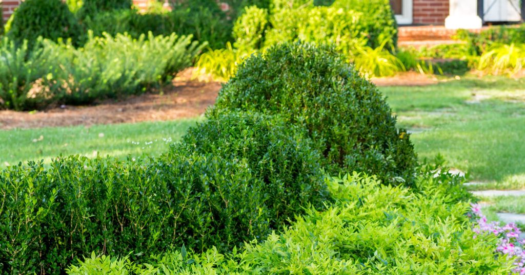 Baby Gem Boxwood planted as a formal hedge in a sunny landscape, showcasing its dense, evergreen foliage and compact growth habit.