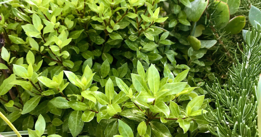 Close-up shot showing the dense, glossy green foliage and rounded growth habit of Beach Ball™ Pittosporum.