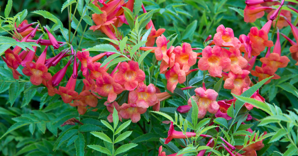 Bright coral-orange trumpet-shaped flowers with yellow centers surrounded by lush green foliage.