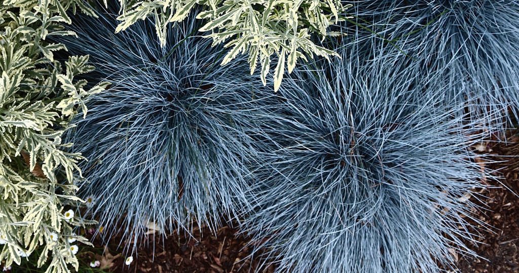 Beyond Blue Fescue shrub planted in a garden bed alongside Meerlo Lavender in a West Coast landscape.