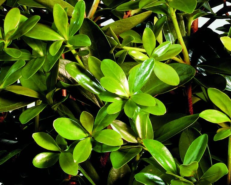 A close up of a plant with green leaves.