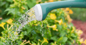 A green watering can is pouring water onto plants with yellow flowers in a garden.