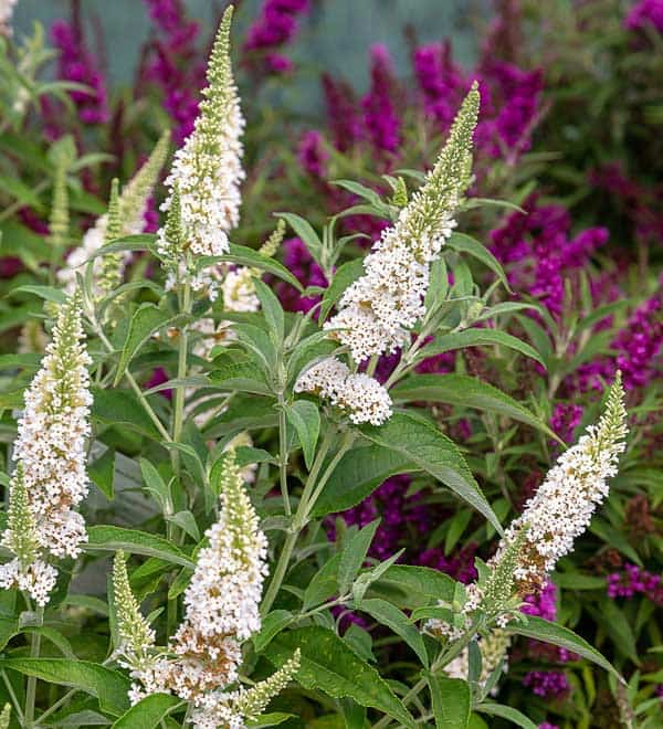 butterfly towers white buddleia close blooms