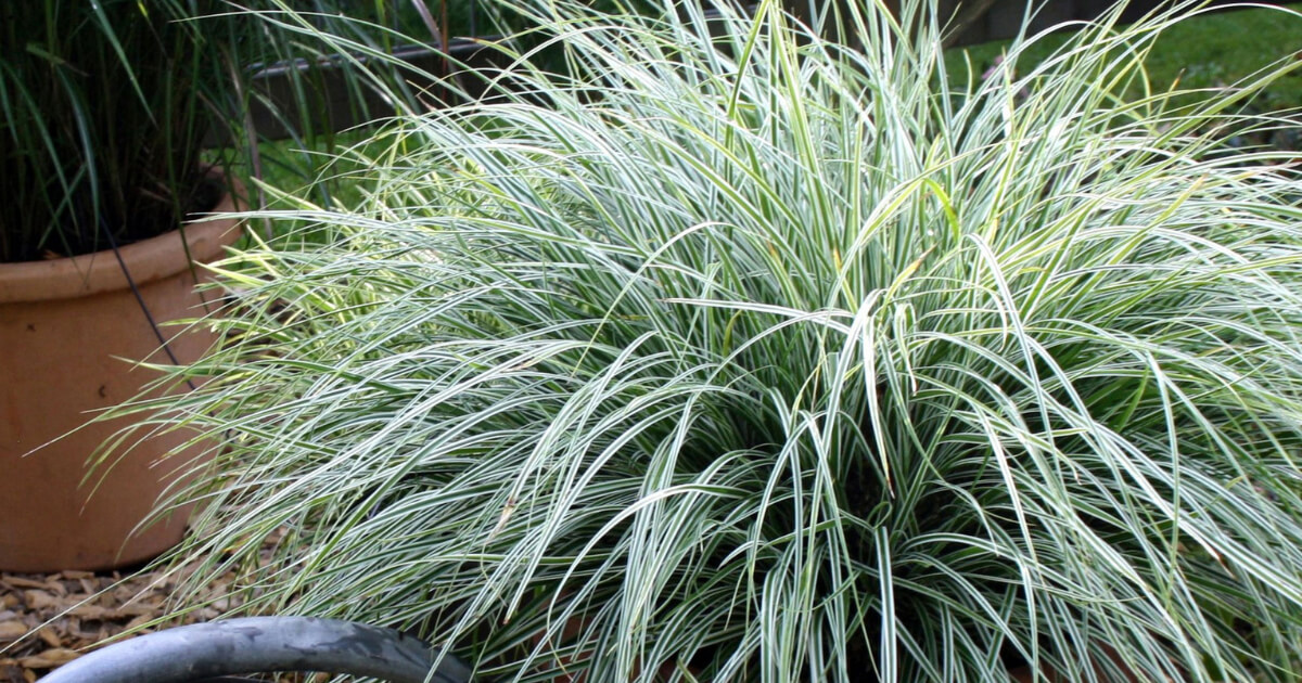 ‘Everest’ EverColor® Carex forming a dense mound of narrow green leaves edged in creamy white.