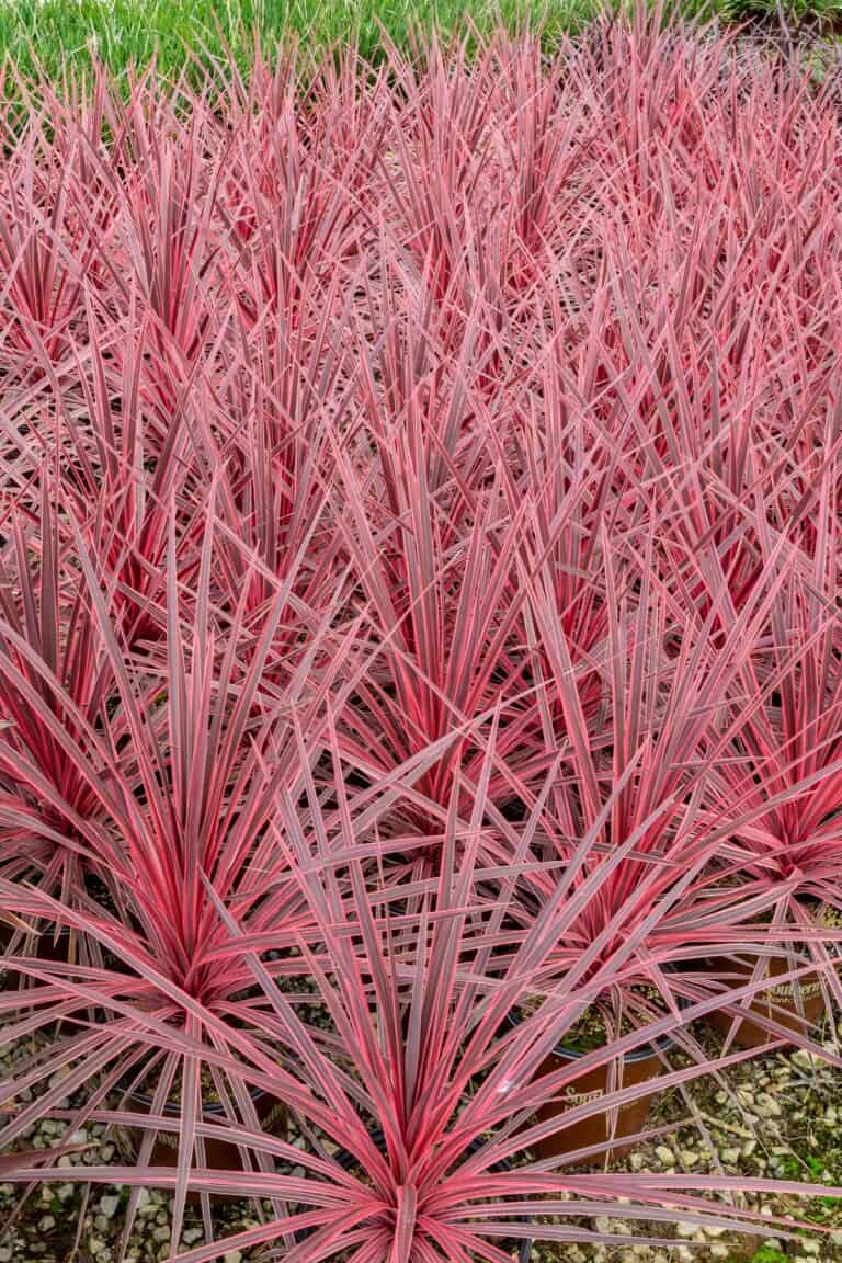 A group of red plants in a garden.