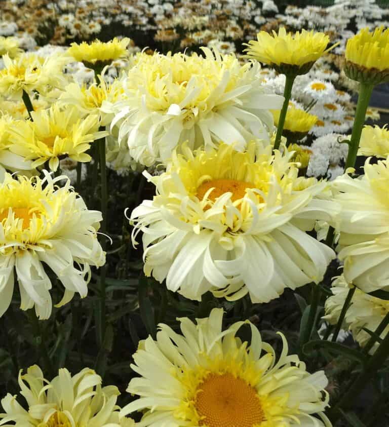 Many yellow and white daisies in a garden.