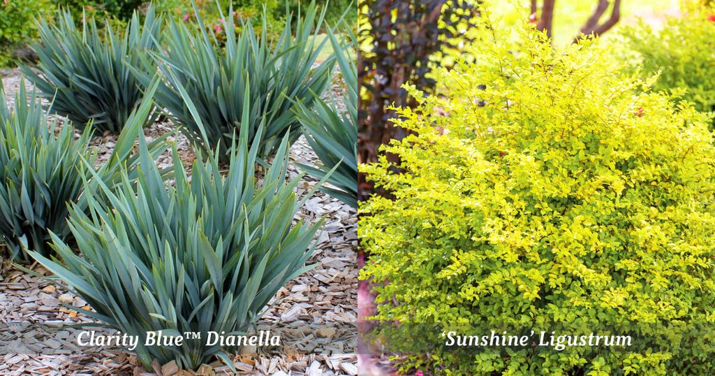 Clarity Blue Dianella with upright blue foliage beside a golden Sunshine Ligustrum shrub.