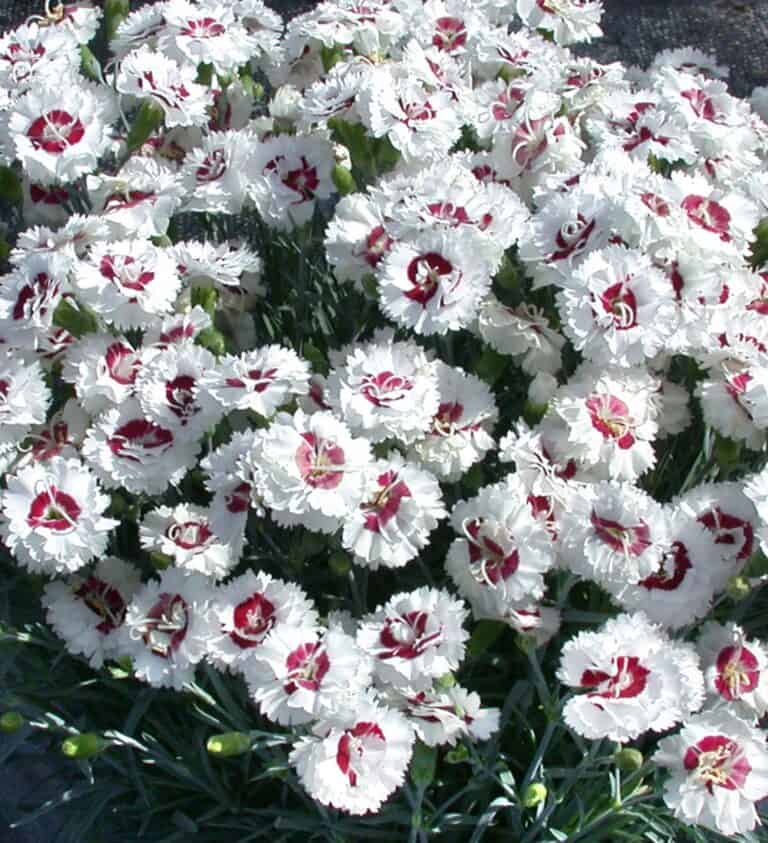White and red carnations in a pot.