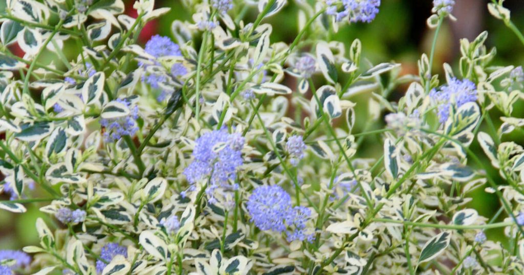 ‘Cool Blue’ Ceanothus displays striking cool blue variegated foliage alongside clusters of vibrant blue flowers, offering a unique color combination that adds visual interest to any landscape.