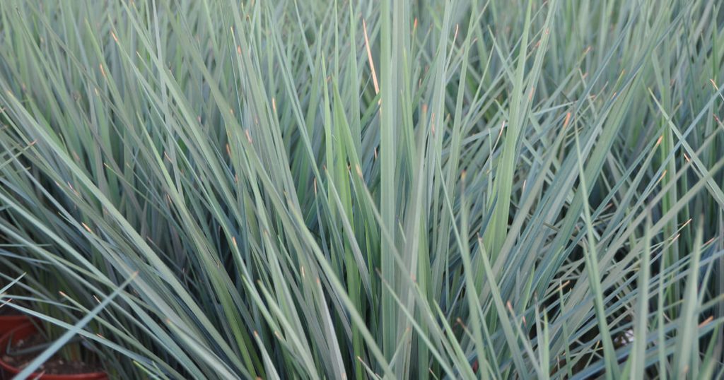 Close-up of Coolvista Dianella’s blue-green foliage.