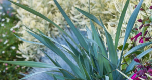 Blue-green Coolvista Dianella foliage among pale variegated plants and magenta flowers.