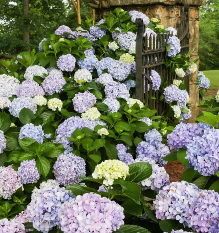 Hydrangeas blooming in a garden with a stone gate.