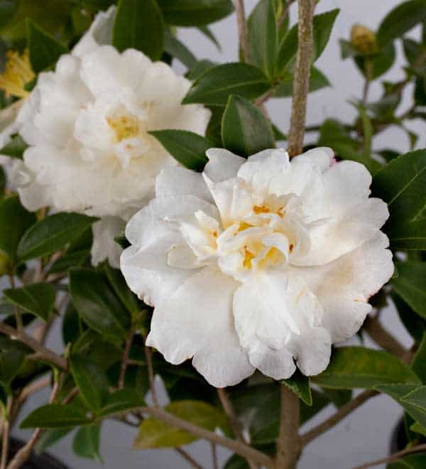 Diana camellia close blooms