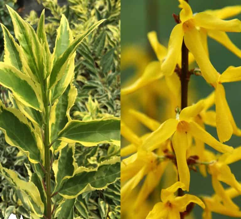 Forsythia Hillier™ ‘Discovery’