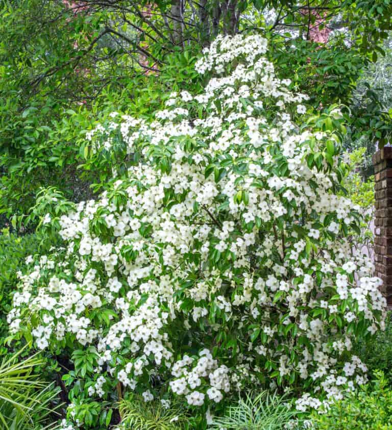 A white flowering shrub in a garden.