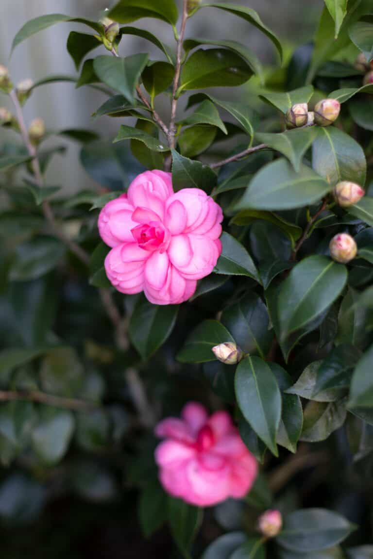A pink flower is growing on a bush with green leaves.