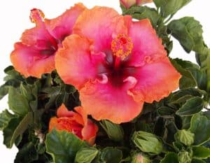 Orange and pink hibiscus flowers in a pot.