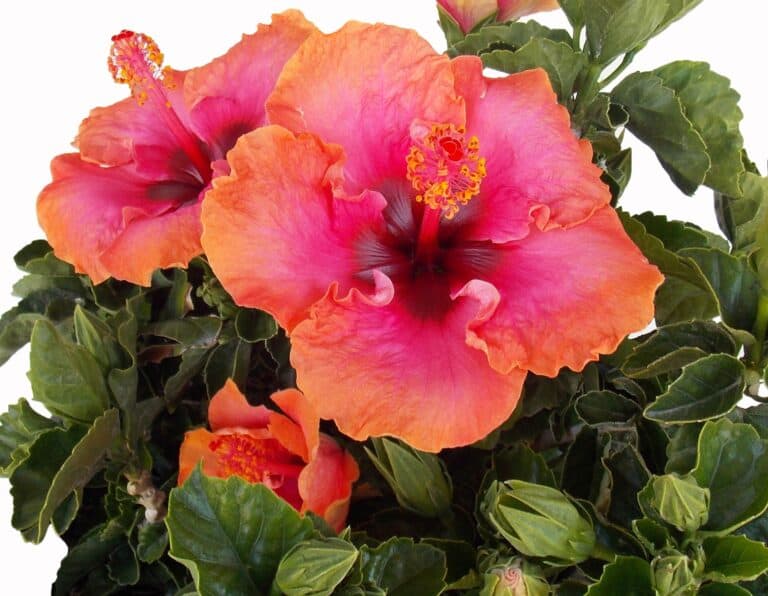 Orange and pink hibiscus flowers in a pot.