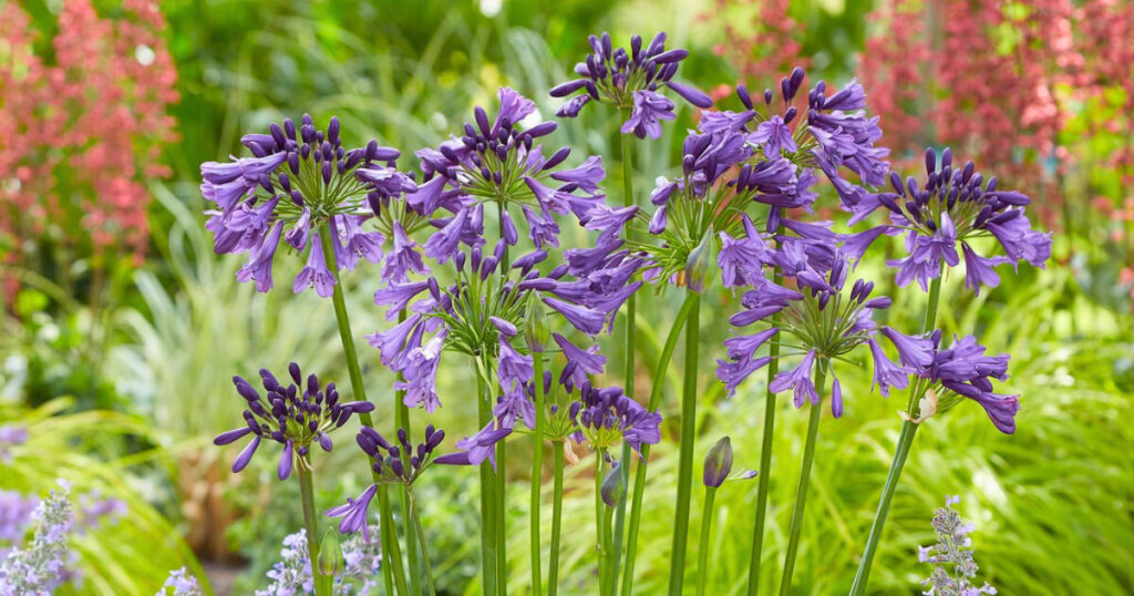 A vibrant cluster of Ever Amethyst™ Agapanthus in full bloom, showcasing rich purple flower stalks set against lush green foliage in a garden border.