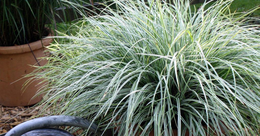 EverColor® ‘Everest’ Carex features stunning, variegated foliage that brings year-round brightness to the garden. Its striking white and dark green blades add texture and contrast, making it an ideal choice for illuminating shaded borders or containers.
