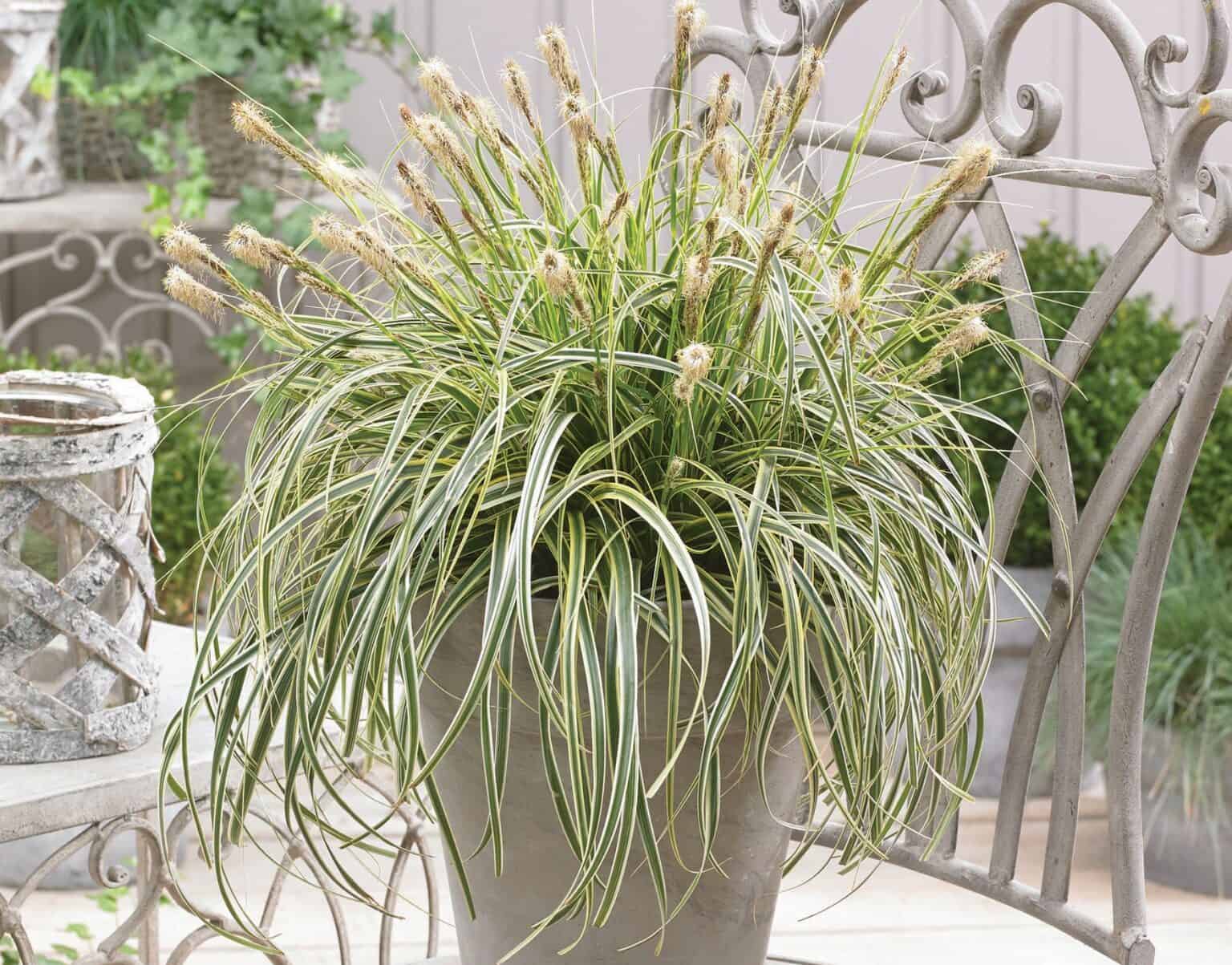 Feather Falls Carex Sunset Plant Collection