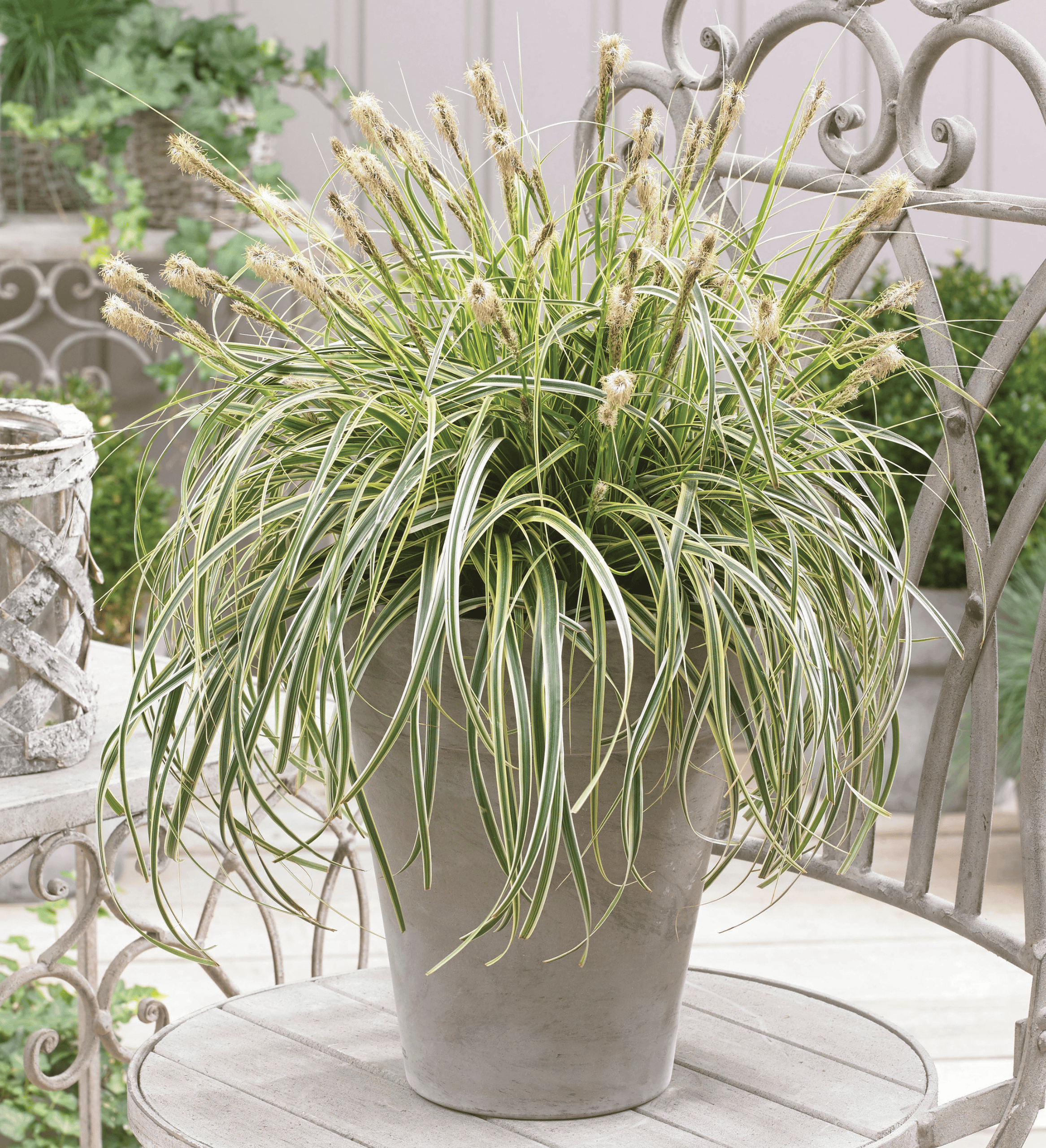 gobo plant Burdock Starter Plant - Gobo main image 1