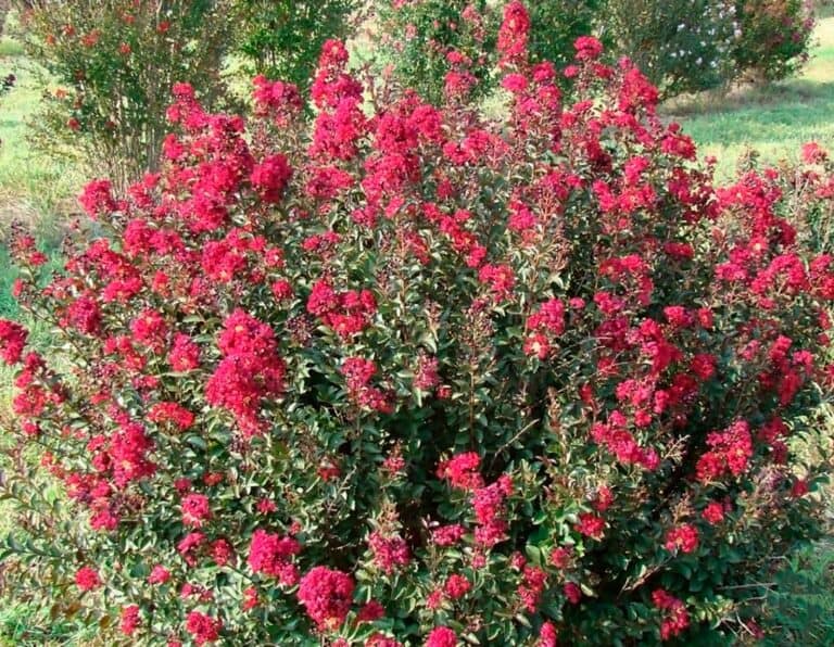 A bush with red flowers in the middle of a field.