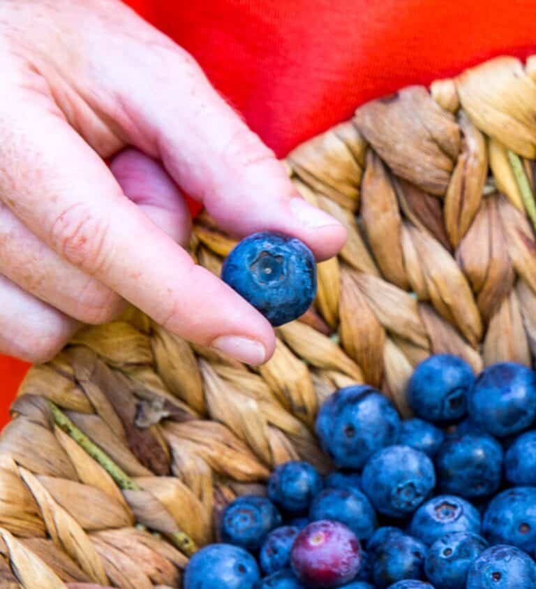 A woman's hand holding a basket of blueberries.