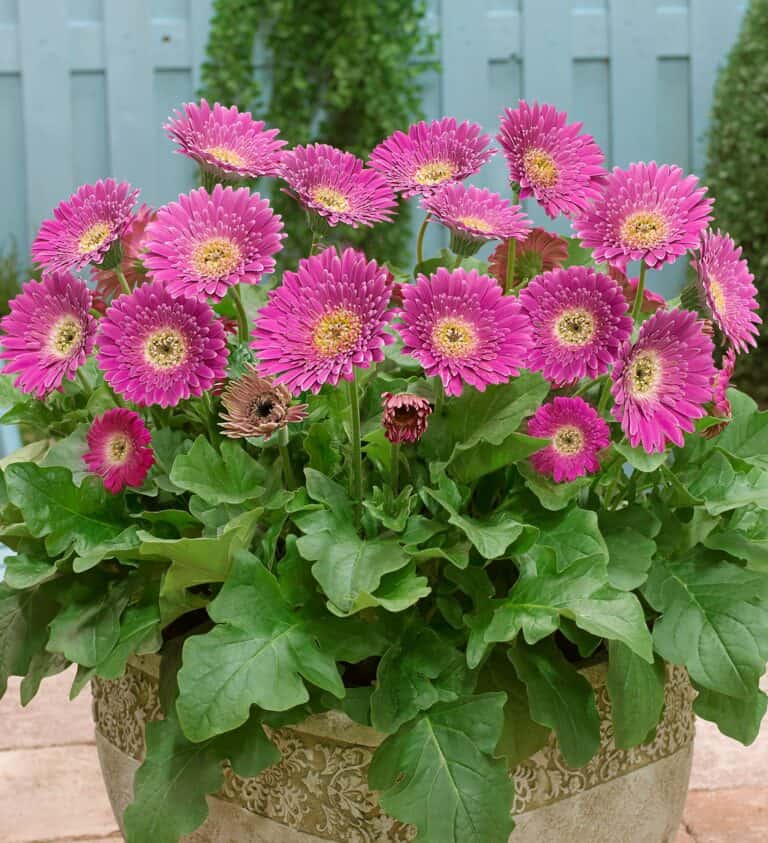 Pink gerberas in a pot on a patio.