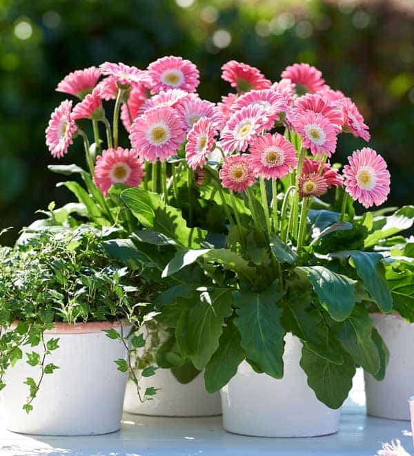 garden jewels pink gerbera daisy blooms container
