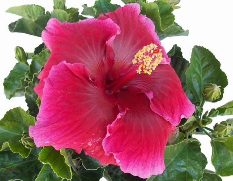 A red hibiscus flower on a white background.
