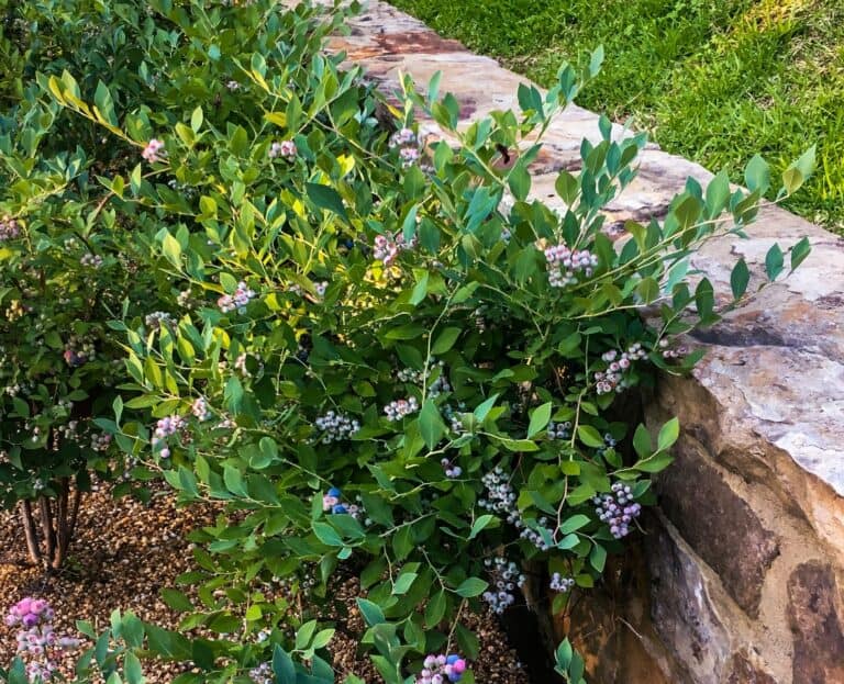 A shrub with purple flowers growing near a stone wall.